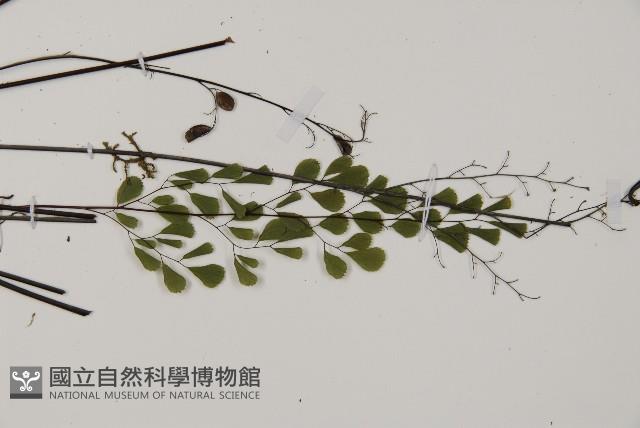 石長生、單蓋鐵線蕨藏品圖，第3張