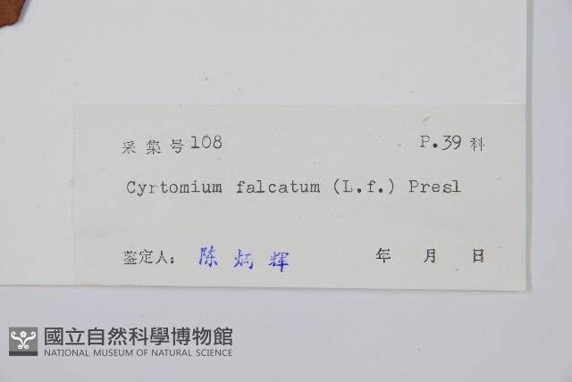 全緣貫眾蕨藏品圖，第2張