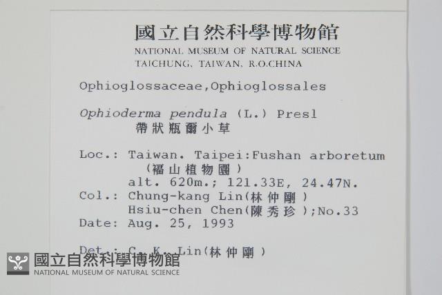 帶狀瓶爾小草藏品圖，第2張