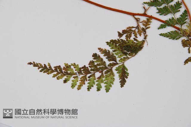 碗蕨藏品圖，第3張