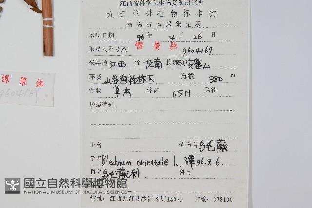 烏毛蕨藏品圖，第2張