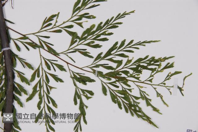 大黑柄鐵角蕨藏品圖，第3張