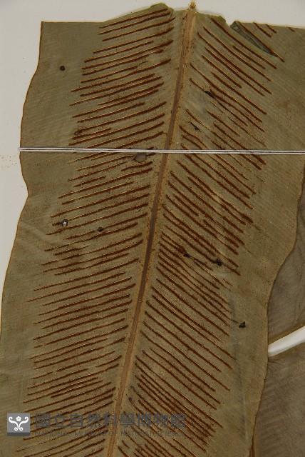 山蘇花藏品圖，第3張