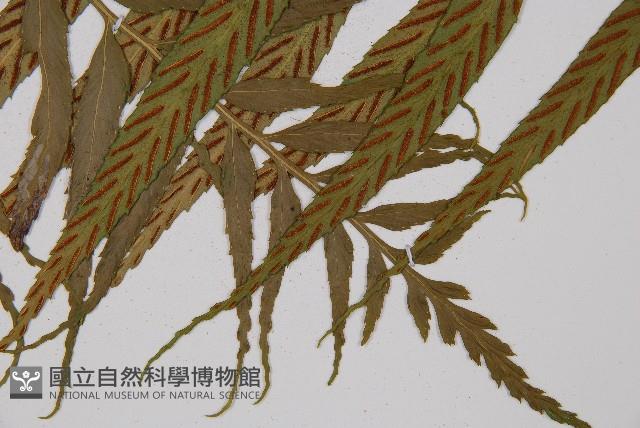 萊氏鐵角蕨藏品圖，第3張