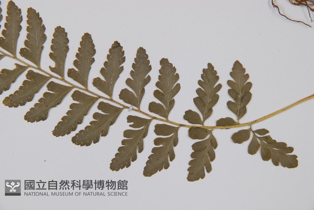 羽裂鱗蓋蕨藏品圖，第3張