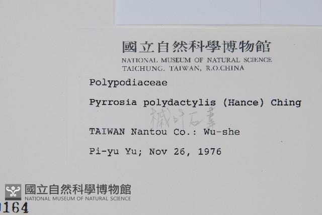 槭葉石葦藏品圖，第2張