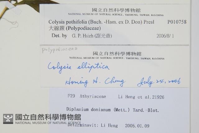 大線蕨藏品圖，第2張