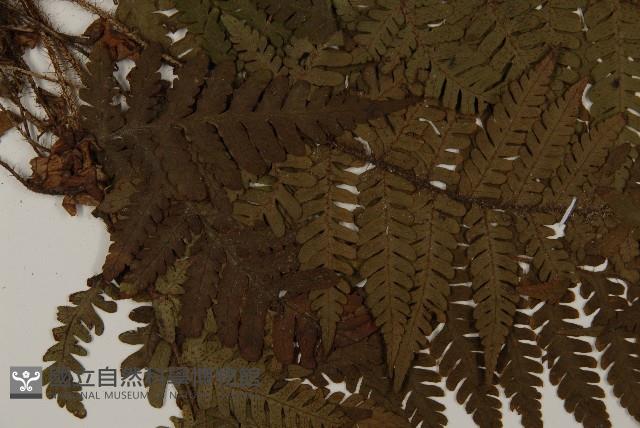 愛德氏肋毛蕨藏品圖，第3張