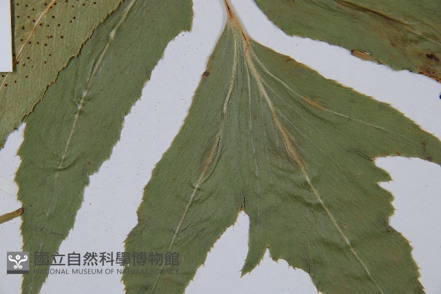 細齒貫眾蕨藏品圖，第3張