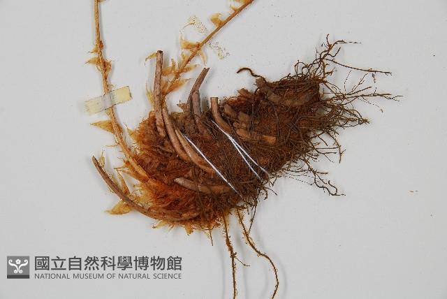 擬岩蕨藏品圖，第3張