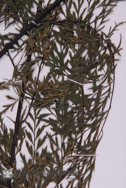 大黑柄鐵角蕨、黃鱗鐵角蕨、大羽鐵角蕨藏品圖，第3張