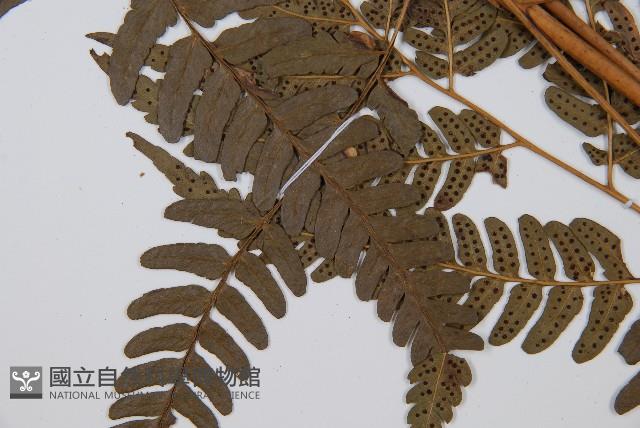 登錄號:P012558藏品圖，第3張