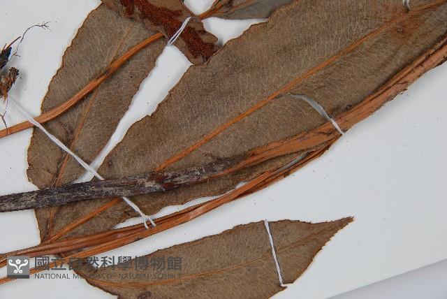 崇澍蕨藏品圖，第6張