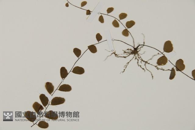 半月形鐵線蕨藏品圖，第3張