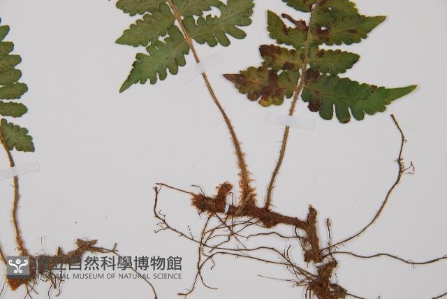 假蹄蓋蕨、東洋蹄蓋蕨藏品圖，第3張