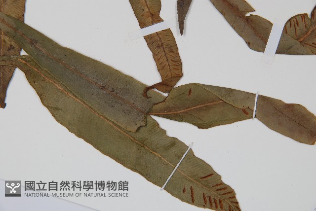 單葉雙蓋蕨藏品圖，第3張