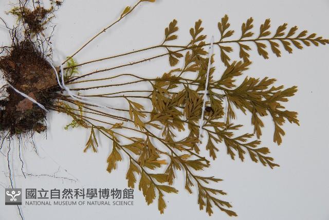 威氏鐵角蕨藏品圖，第3張