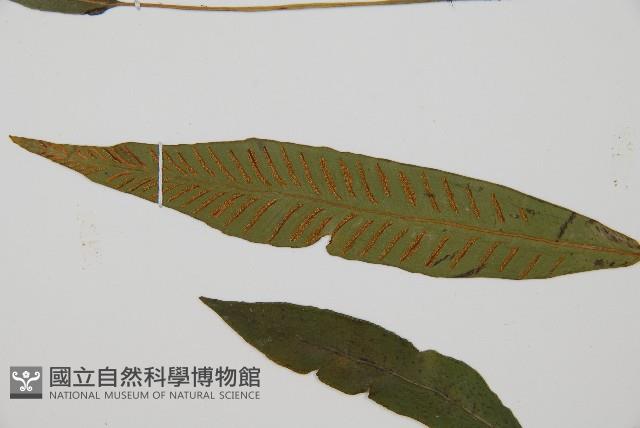 單葉雙蓋蕨藏品圖，第3張
