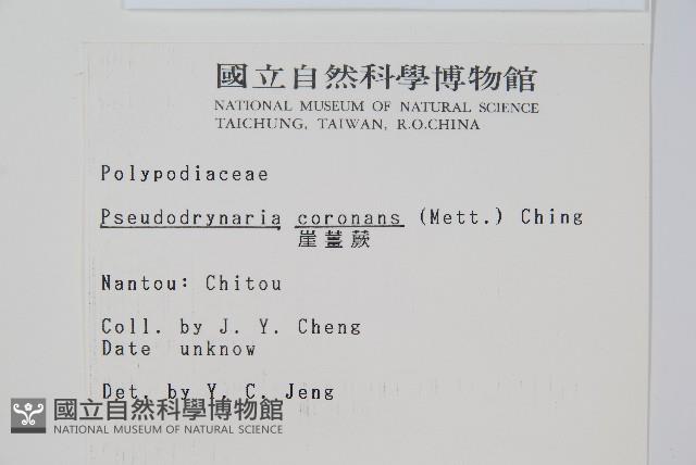 崖薑蕨藏品圖，第2張