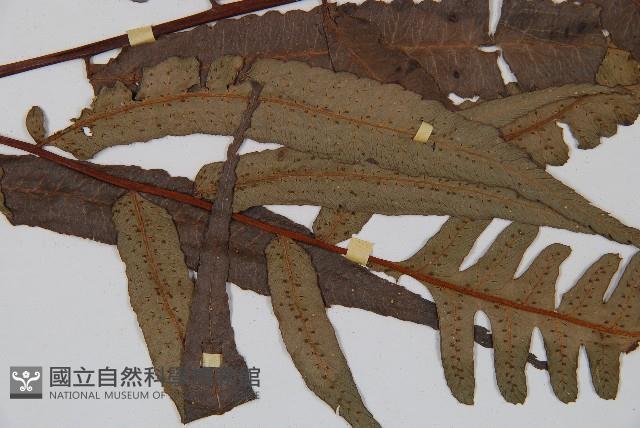 黑桫蕨藏品圖，第3張