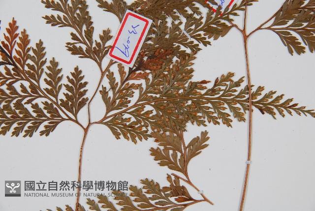 海州骨碎補藏品圖，第3張