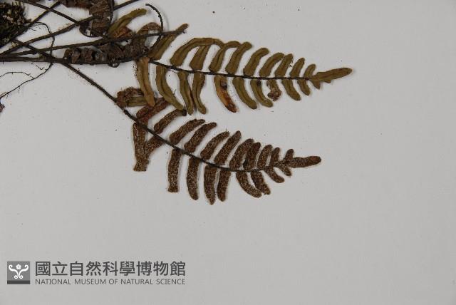 滇西金毛裸蕨藏品圖，第3張