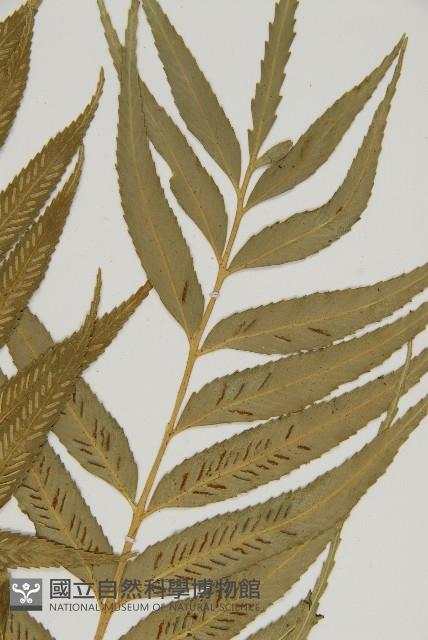 蘭嶼鐵角蕨藏品圖，第6張