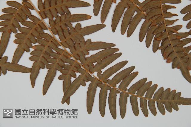蕨藏品圖，第3張