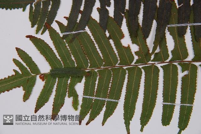 虎克氏鱗蓋蕨藏品圖，第3張