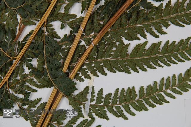 粗毛鱗蓋蕨藏品圖，第3張
