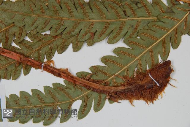 日本狗脊蕨藏品圖，第3張