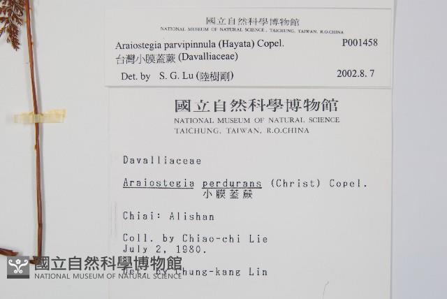 台灣小膜蓋蕨藏品圖，第5張