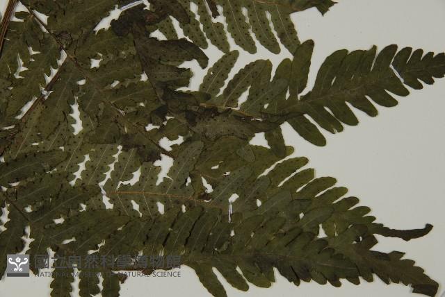 薄葉擬肋毛蕨藏品圖，第3張