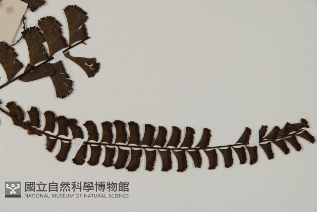 鞭葉鐵線蕨藏品圖，第3張