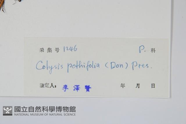 大線蕨藏品圖，第2張