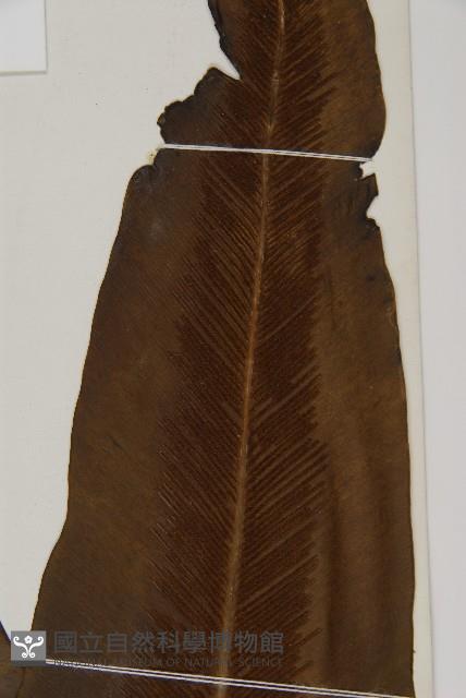 臺灣山蘇花藏品圖，第3張