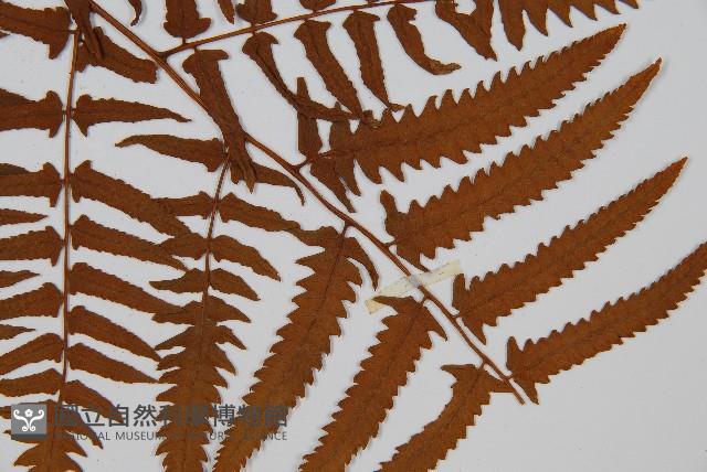 菜蕨藏品圖，第3張