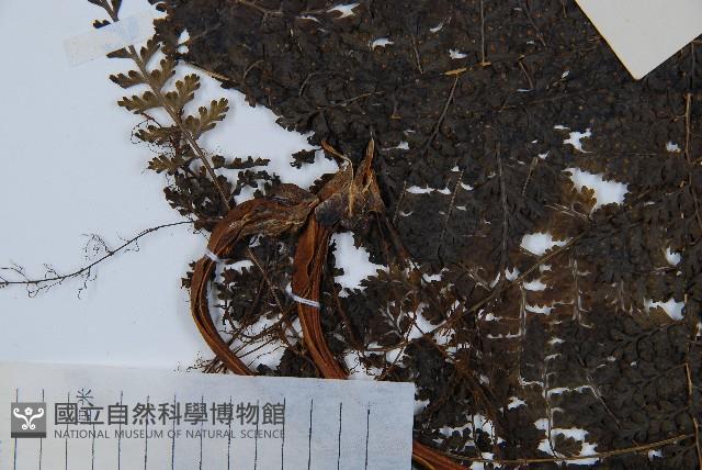 稀子蕨藏品圖，第3張