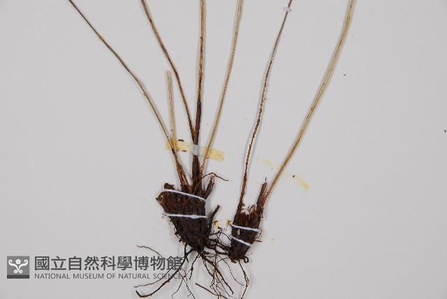 蓬萊蹄蓋蕨藏品圖，第6張