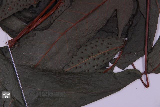 花蓮三叉蕨藏品圖，第3張