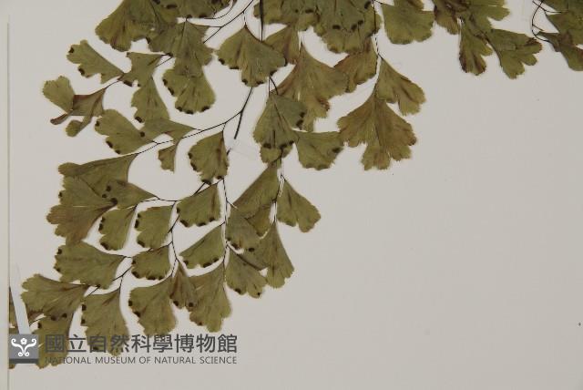鐵線蕨藏品圖，第3張