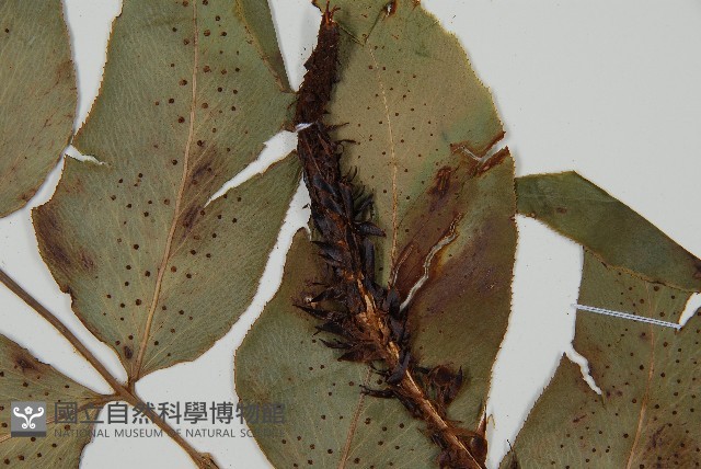 細齒貫眾蕨藏品圖，第3張