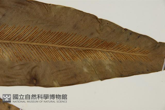 臺灣山蘇花藏品圖，第3張