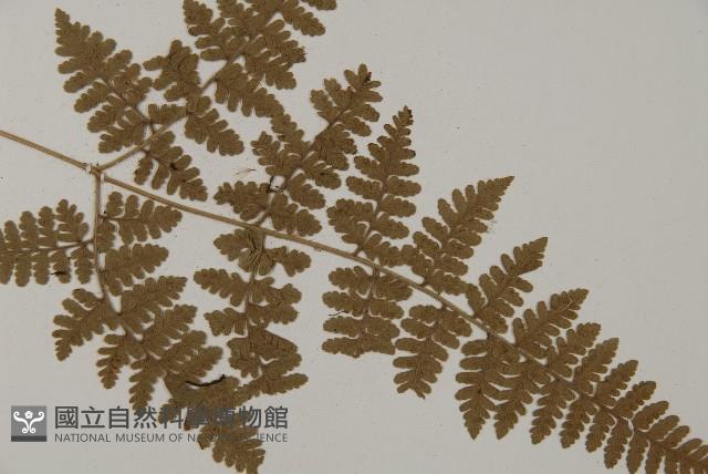 腫足蕨藏品圖，第3張