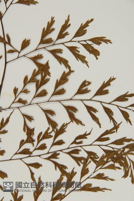 大黑柄鐵角蕨、黃鱗鐵角蕨、大羽鐵角蕨藏品圖，第3張