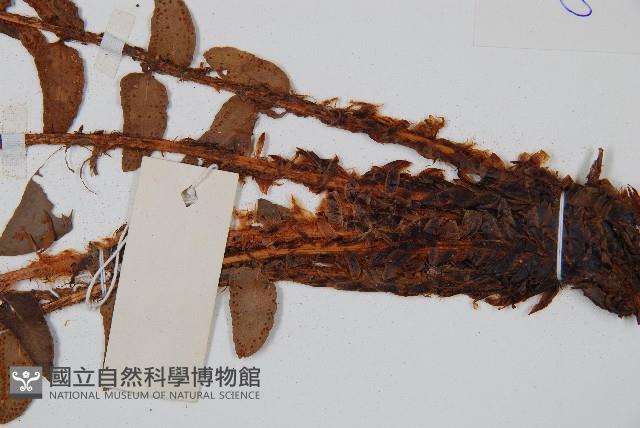 貫眾蕨藏品圖，第3張