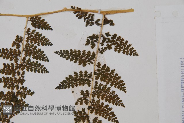 稀子蕨藏品圖，第3張