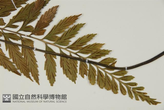 大蓬萊鐵角蕨藏品圖，第6張
