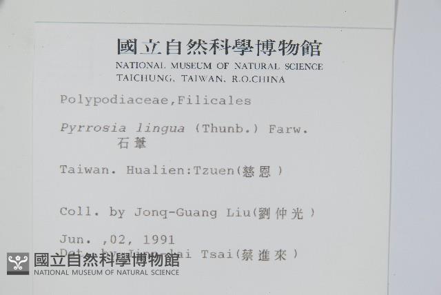 石葦藏品圖，第2張