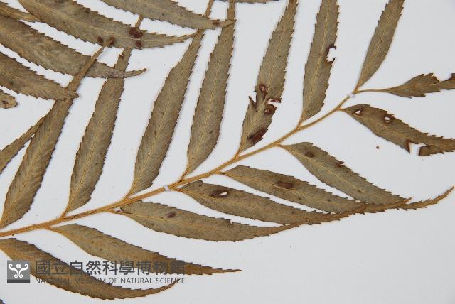蘭嶼鐵角蕨藏品圖，第3張